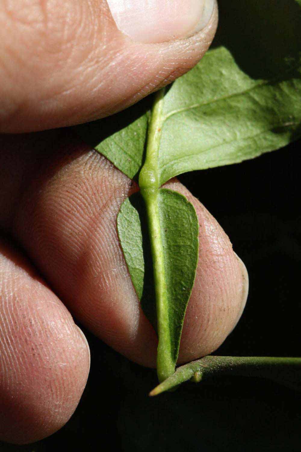              Petiole (Riverside, CA)       